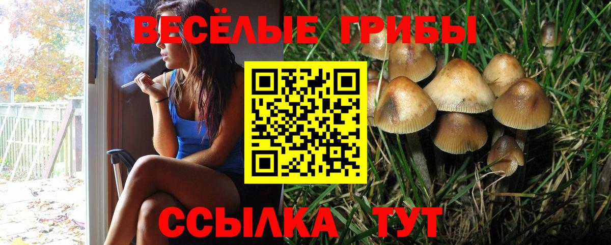 Псилоцибиновые грибы Psilocybe  Вход с VPN  Моздок 